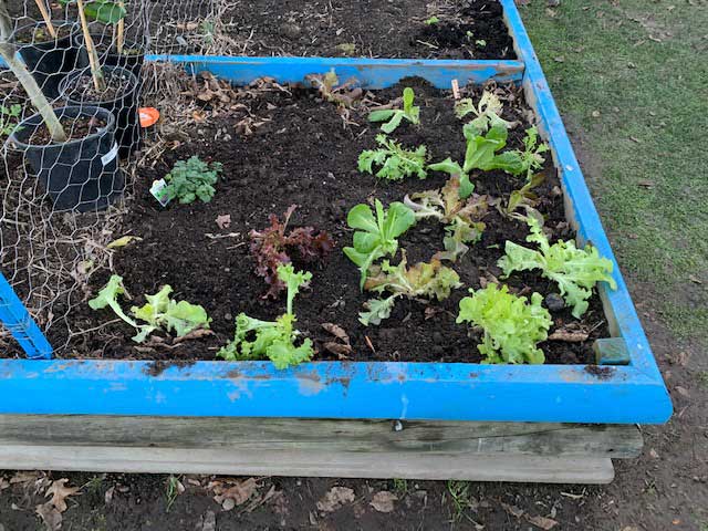 Donated plants and veges